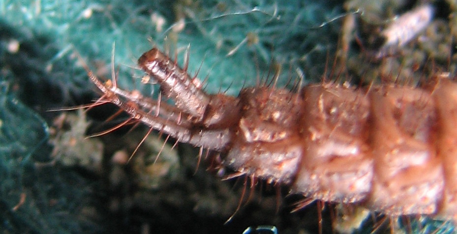 larva di stafilinide